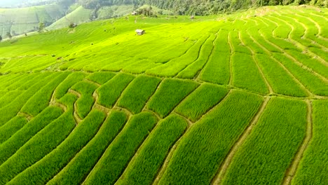 Rice-field-terrace-on-mountain-agriculture-land.