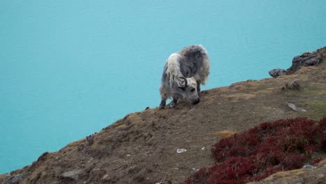 Yak-in-the-Himalayas