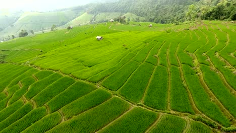 Rice-field-terrace-on-mountain-agriculture-land.