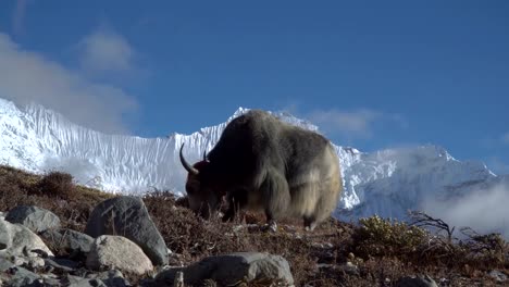 Yaks-en-el-Himalaya.