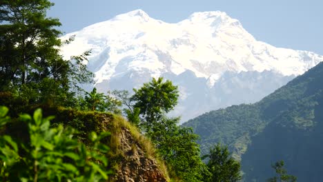 Bäume-und-schneebedeckten-Gipfel-im-Hintergrund-in-den-Bergen-des-Himalaya,-Nepal