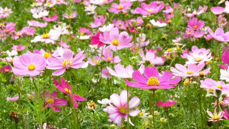 Schöne-Cosmos-Blumen-Tag-Mittagssonne