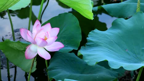 Schöne-rosa-Lotusblüte-mit-grünen-Blättern-im-Teich