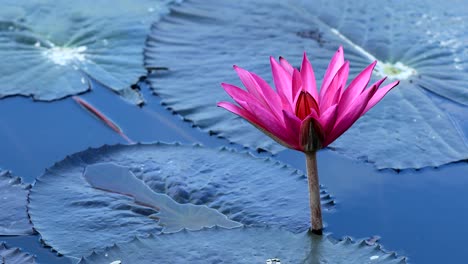 Miel-de-abejas-recoge-en-flor-de-loto-rosa-con-hojas-verdes-en-estanque