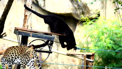 slow-motion-of-black-panther-eating-meat