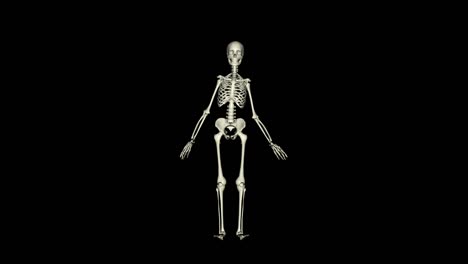 Digital-3D-Animation-of-a-posing-Skeleton