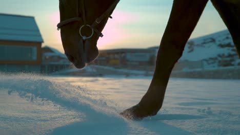 MOVIMIENTO-SLOW-CLOSE-UP:-Caballo-caminar-a-través-nieve-fresca-manta-en-invierno-salida-del-sol