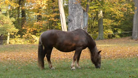 Horse-grazing-on-the-meadow.-No-camera-motion.