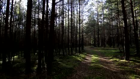 Reibungslosen-Umzug-über-die-tief-Kiefern-Fichten-Wald-POV-Schuss-Sonnenlicht-Lens-Flare