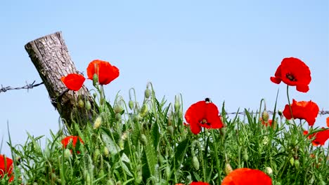 Símbolo-de-la-primera-guerra-mundial:-amapolas-de-flores-rojo-y-alambre-de-púas