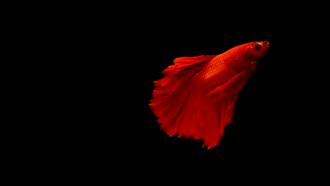 Super-slow-motion-of-vibrant-Siamese-fighting-fish-(Betta-splendens),-well-known-name-is-Plakat-Thai