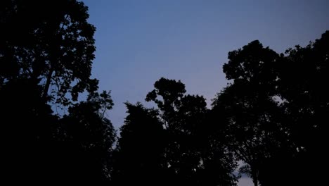 Forest-in-the-dark-nights-and-lightning-storm