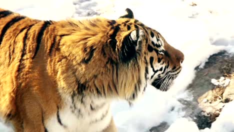 Tigre-siberiano-caminando-sobre-la-nieve