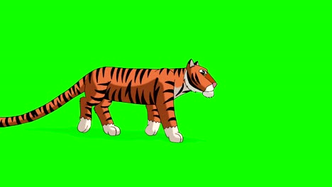 Tiger-geht.-Animierte-Motion-Graphic-isoliert-auf-Green-Screen