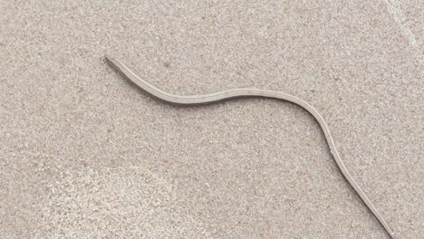 The-Anguis-fragilis-or-slow-worm