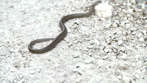 Snake-on-stony-ground