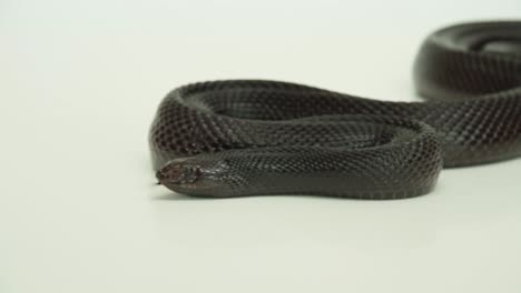 Pine-snake-slithering-forward