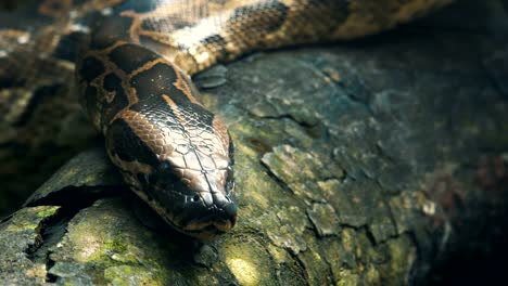 Burmese-python-on-the-branches