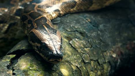 Burmesischen-Python-auf-den-Zweigen