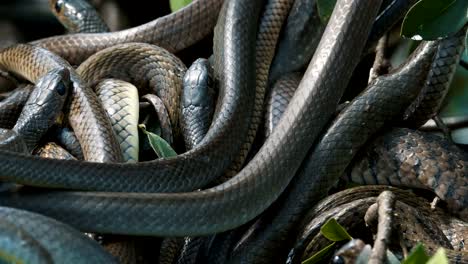 Oriental-rat-snakes