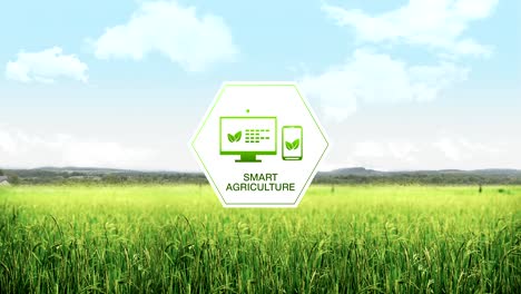 Smart-agriculture-Smart-farming,-hexagon-information-graphic-icon-on-barley-green-field,-internet-of-things.-4th-Industrial-Revolution.3.