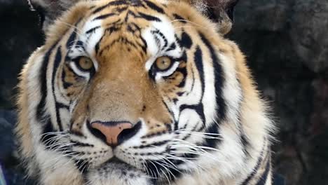 An-amazing-Bengal-tiger-close-up-on-face-in-Full-HD-video-looking-to-the-right-of-camera.