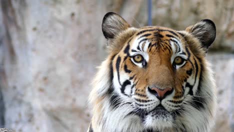 Niedlichen-Tiger-in-der-Natur