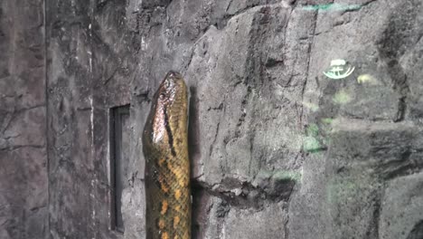 Green-anaconda-(Eunectes-murinus).-Portrait-anaconda.