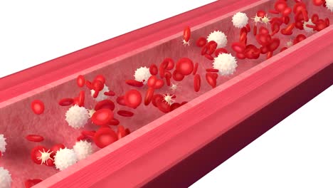 3D-animation-of-a-bloodstream-with-red-cell-white-cell-and-platelet