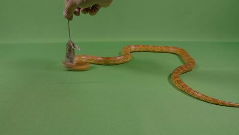 Mano-humana-dando-un-ratón-muerto-a-serpiente-víbora-para-comer