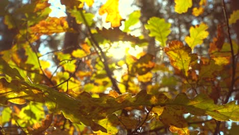 Sun-shining-through-fall-leaves,-oak.