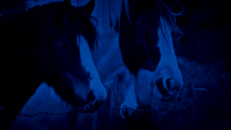 Caballos-en-el-campo-por-la-noche