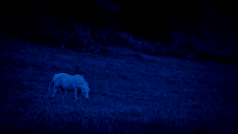 Blanco-caballo-de-pastoreo-en-la-noche