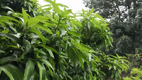 Torrential-rain-falling-on-the-green-leaves-of-a-mango-tree