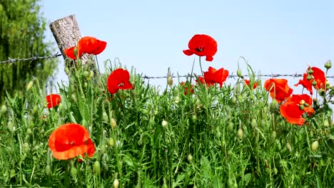 Símbolo-de-la-primera-guerra-mundial:-amapolas-de-flores-rojo-y-alambre-de-púas