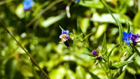 Abeja-en-una-flor