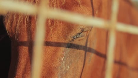 Cierre-para-arriba,-marrón-caballo-en-el-establo.