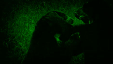 Nightvision-Bears-Fighting-In-The-Wild