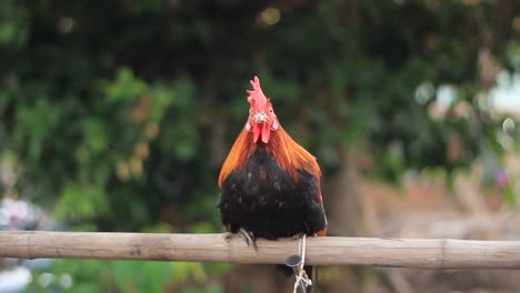 native-Thai-rooster-cockerel-perched-on-a-bamboo-pole-watching-and-waiting-for-it's-owner-in-a-local-Thai-village,-Northern-Thailand,-Southeast-Asia