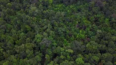 Drone-flight-over-Korowai-tree-houses-in-the-rainforest,-West-Papua,-Indonesia