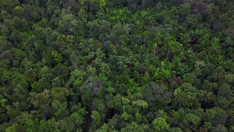 Drohnenflug-über-Korowai-Baumhäuser-im-Regenwald,-West-Papua,-Indonesien