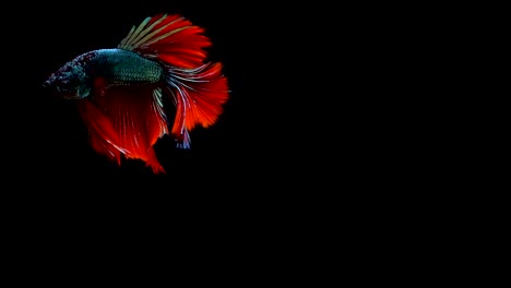 Super-slow-motion-of-vibrant-Siamese-fighting-fish-(Betta-splendens),-well-known-name-is-Plakat-Thai