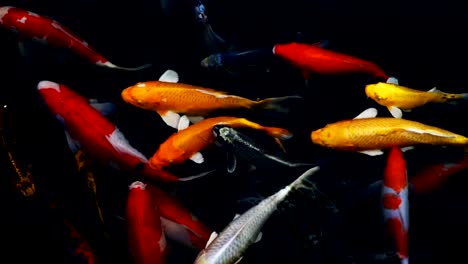 slow-motion-of-Koi-fish-swimming-in-the-aquarium,-Fancy-carp-fish,-Top-view