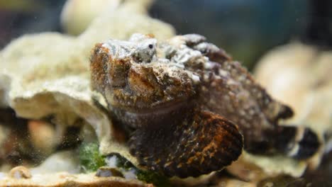 Stonefish-(Synanceia-horrida).