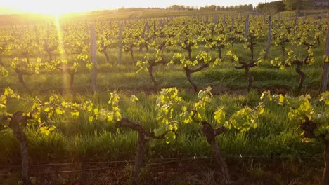 Aerial-flight-over-beautiful-vineyard-landscape-in-France-at-sunset.-4K-UHD.