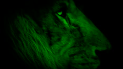 Nightvision-Lion-Face-Looking-Around