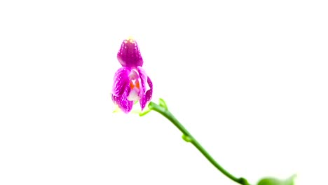 Schöne-seltene-Orchidee-im-Topf-auf-weißem-Hintergrund