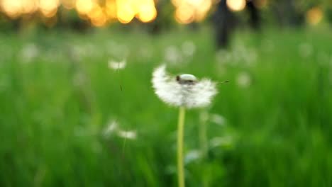 Dandelion-Being-Blown-In-Slow-Motion