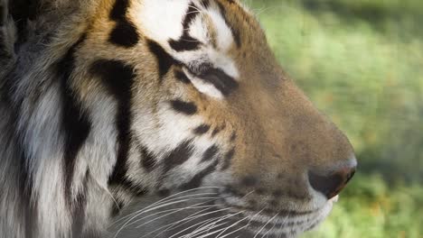 Porträt-eines-Tigers-im-Profil-mit-offenem-Mund