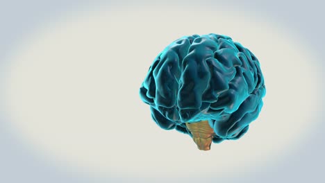 BRAIN-Brainstem-on-a-white-background